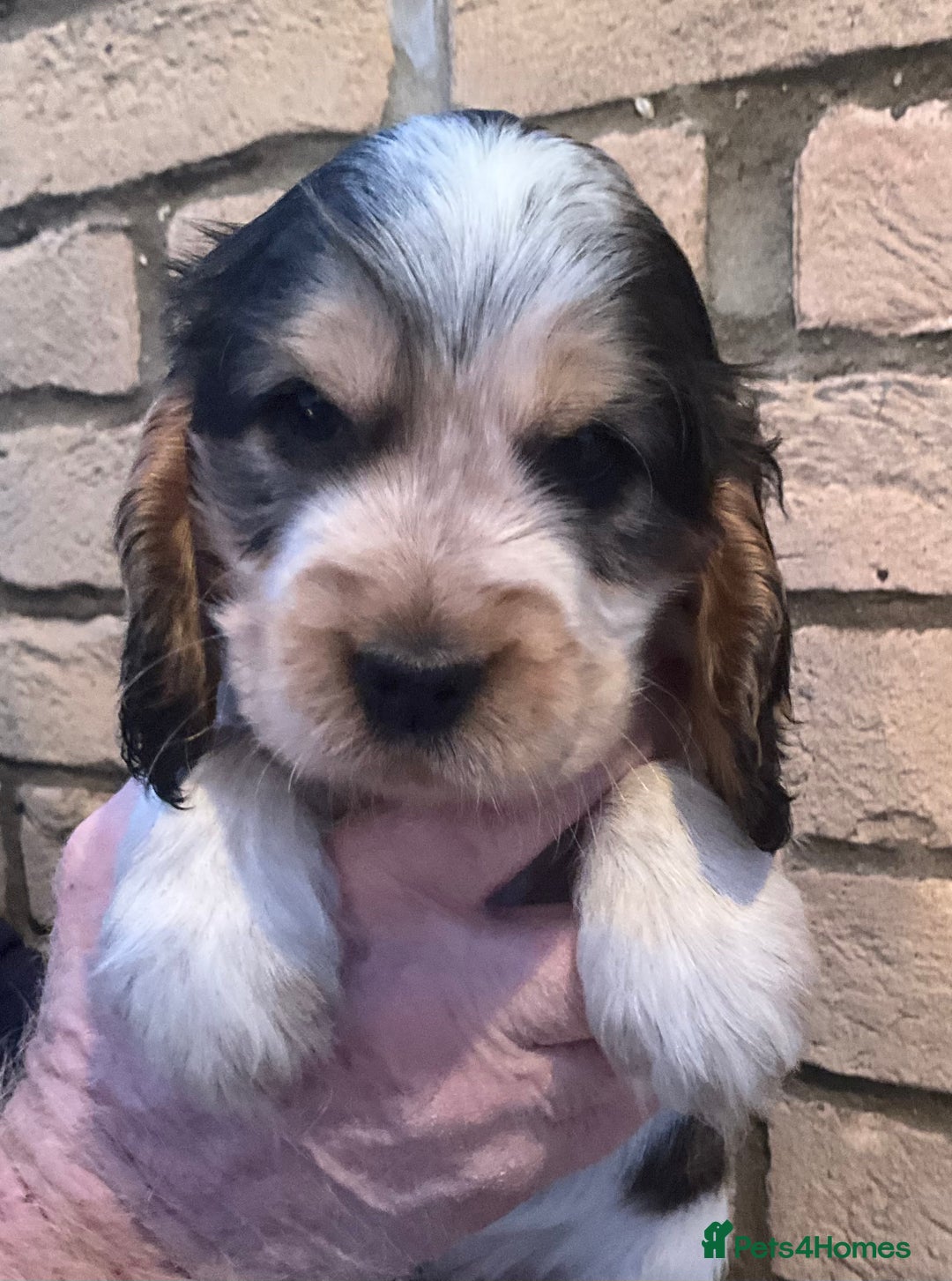 Cocker Spaniel dogs for sale: Stunning Litter of Show Cocker Spaniel Puppies  - Advert 13