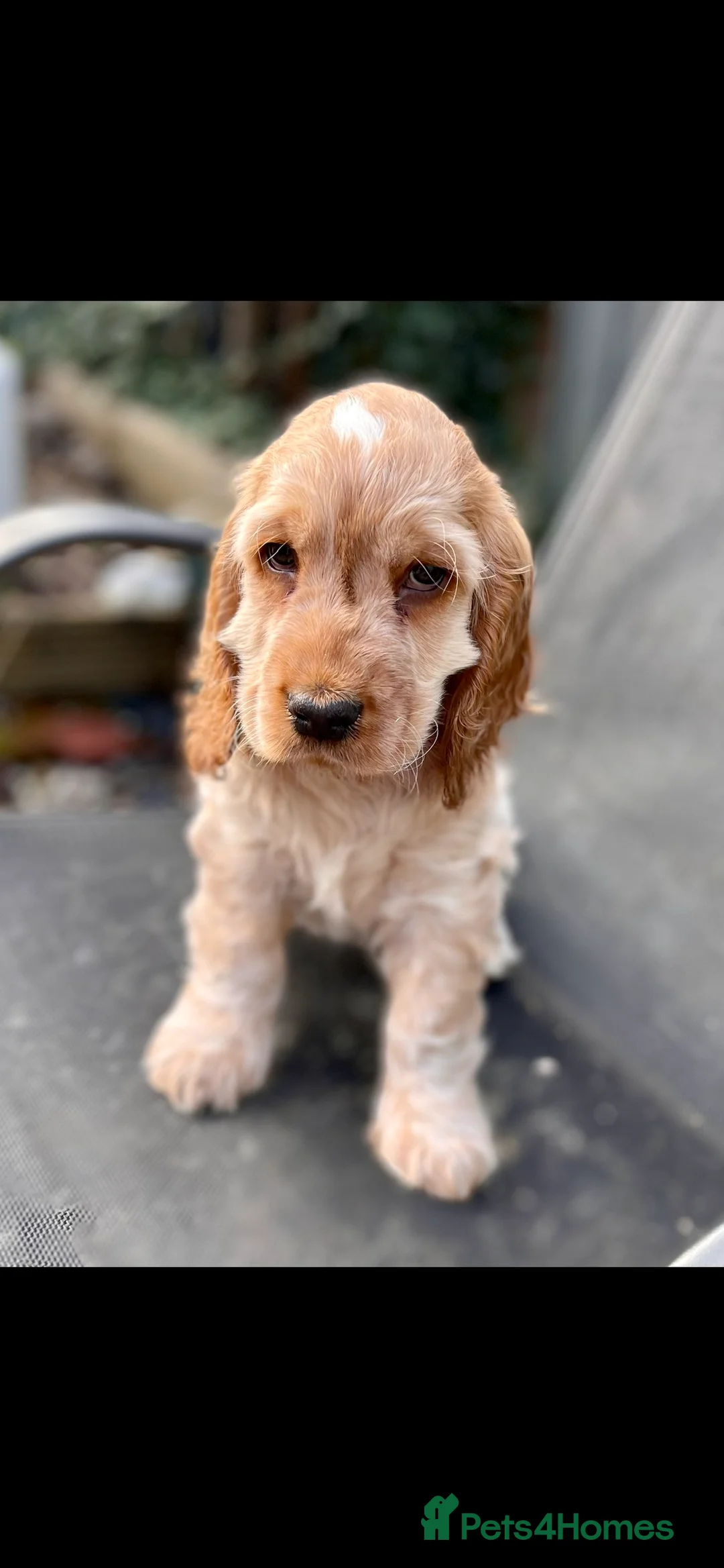 Cocker Spaniel dogs for stud: Extensively Health Tested Show Cocker Spaniel  in Leicester - Advert 12