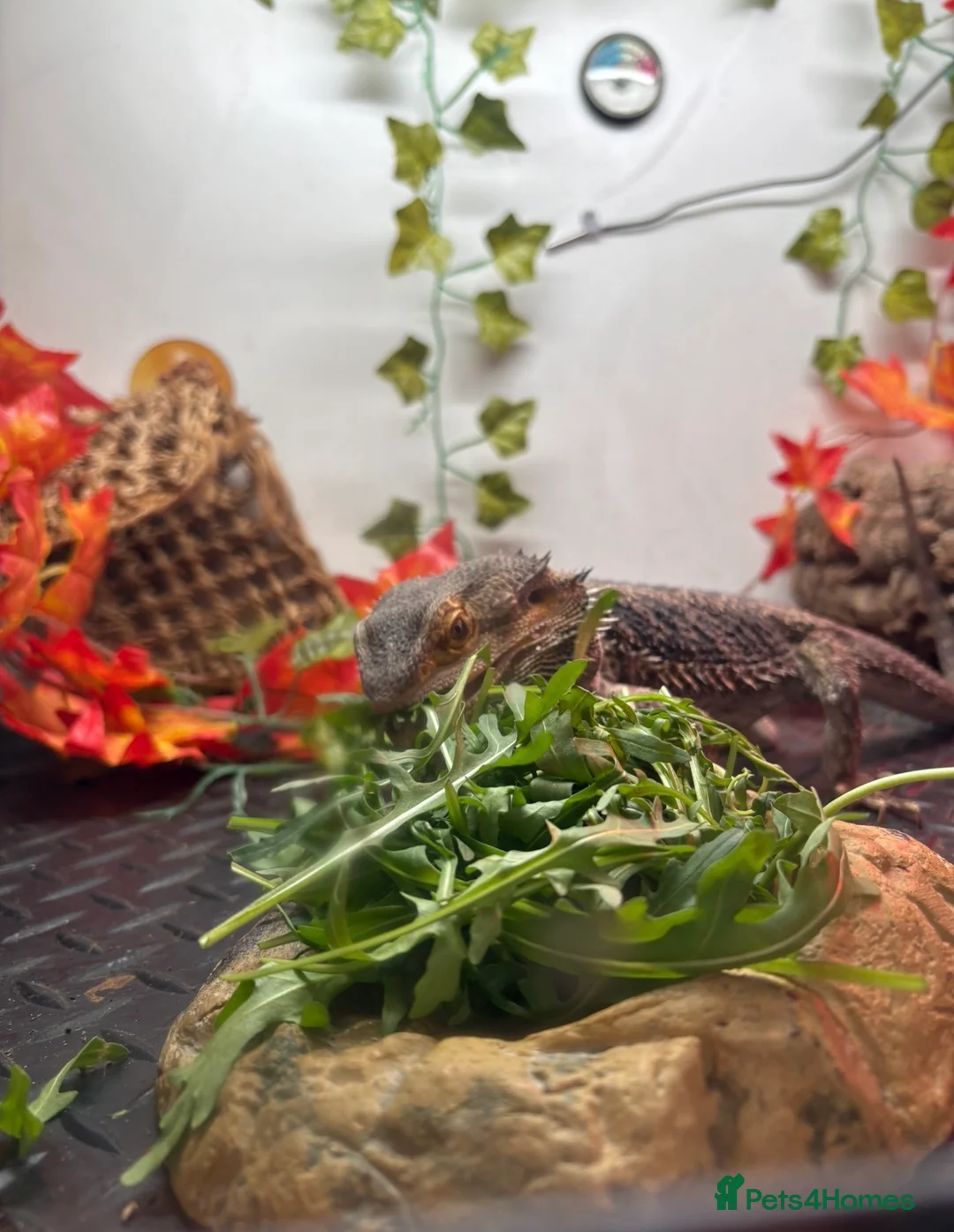 Bearded Dragon reptiles for sale: Bearded dragon  in Canterbury - Advert 2