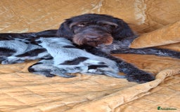 German Wirehaired Pointer dogs for sale: Quality German wirehaired pointer pups. - Image 28
