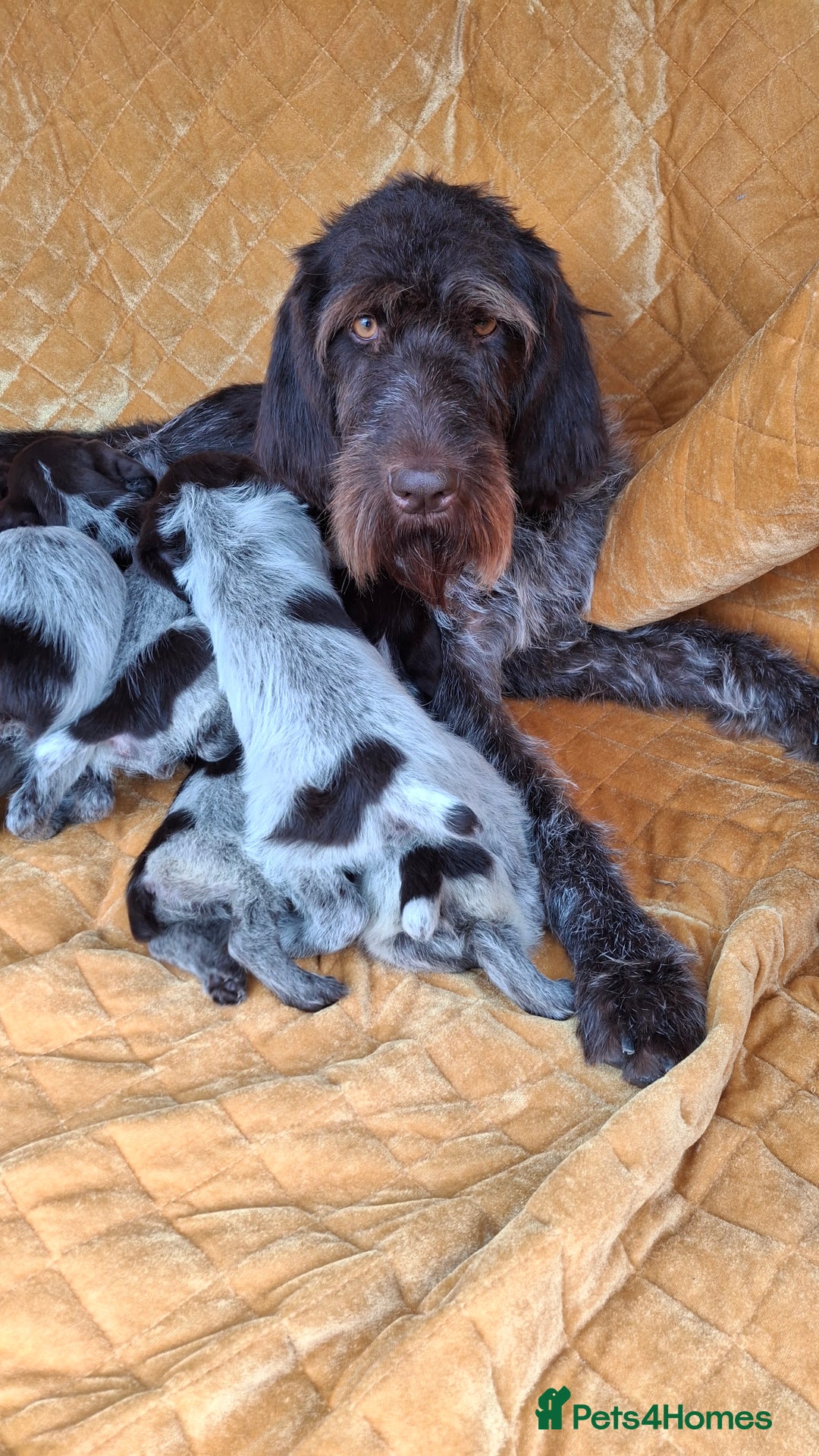 German Wirehaired Pointer dogs for sale: Quality German wirehaired pointer pups. - Image 28