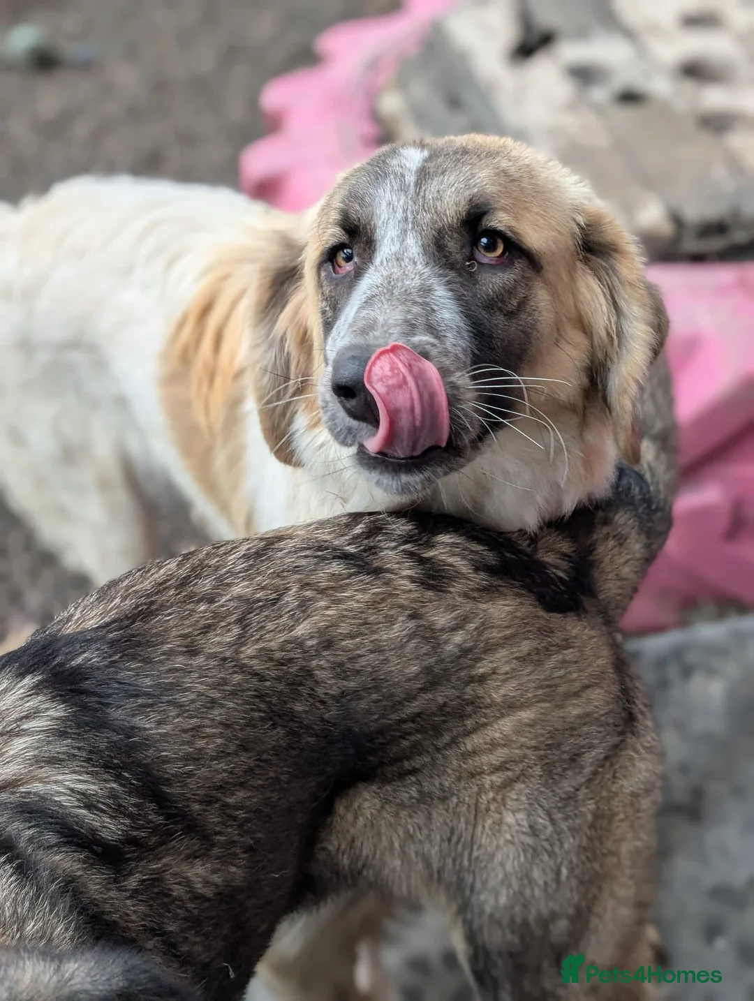 Mixed Breed dogs for adoption: Islay - In Ayr looking for a home  - Advert 6