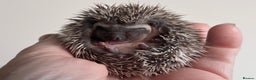 Pygmy Hedgehog rodents for sale: Girls Boys Ethically Bred African Pygmy Hedgehogs - Advert 8