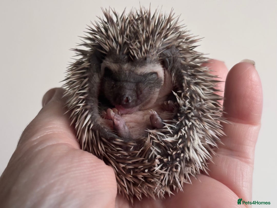 Pygmy Hedgehog rodents for sale: Girls Boys Ethically Bred African Pygmy Hedgehogs - Advert 8