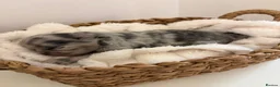 Pomeranian dogs for sale: Exotic Pomeranians  - Advert 6