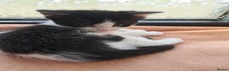 Mixed Breed cats for sale: Cats for sale - Advert 15