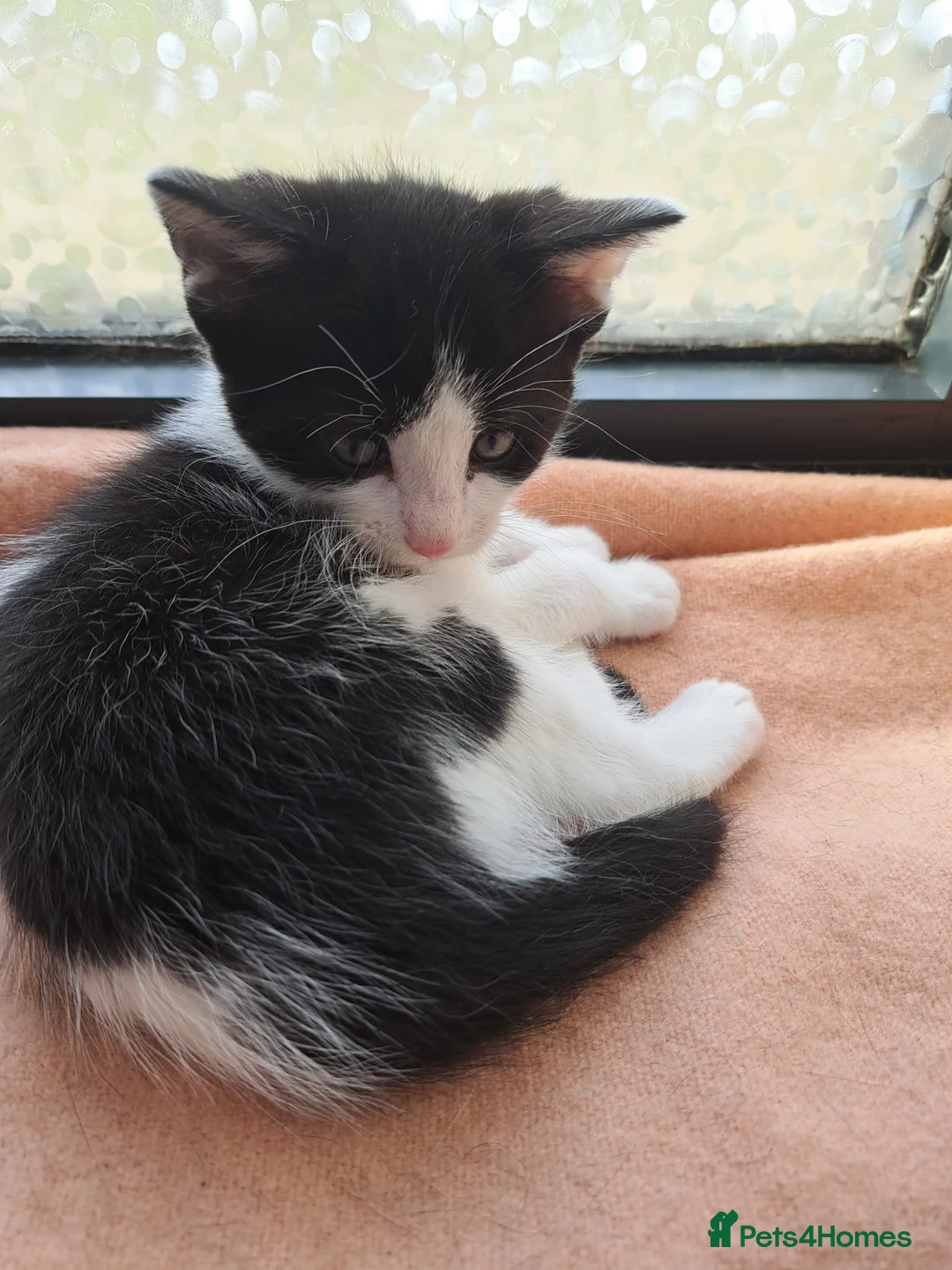 Mixed Breed cats for sale: Cats for sale - Advert 15