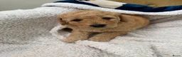 Mini Goldendoodle dogs for sale: Mini Goldendoodles - Advert 6