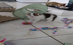 Siberian cats for sale: Urgent sale - Siberian kitten  - Image 9