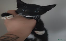 Mixed Breed cats for sale: ****** - Image 4