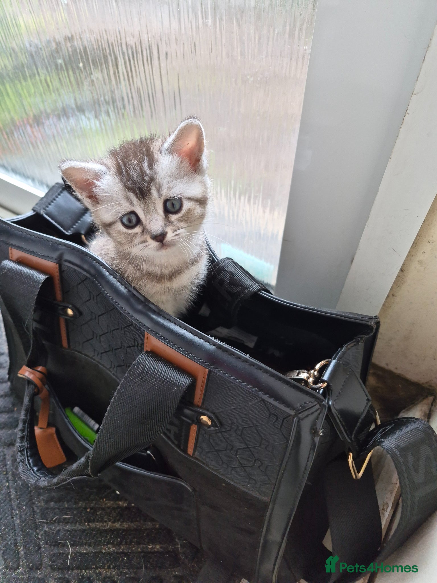 British Shorthair Kitten 4