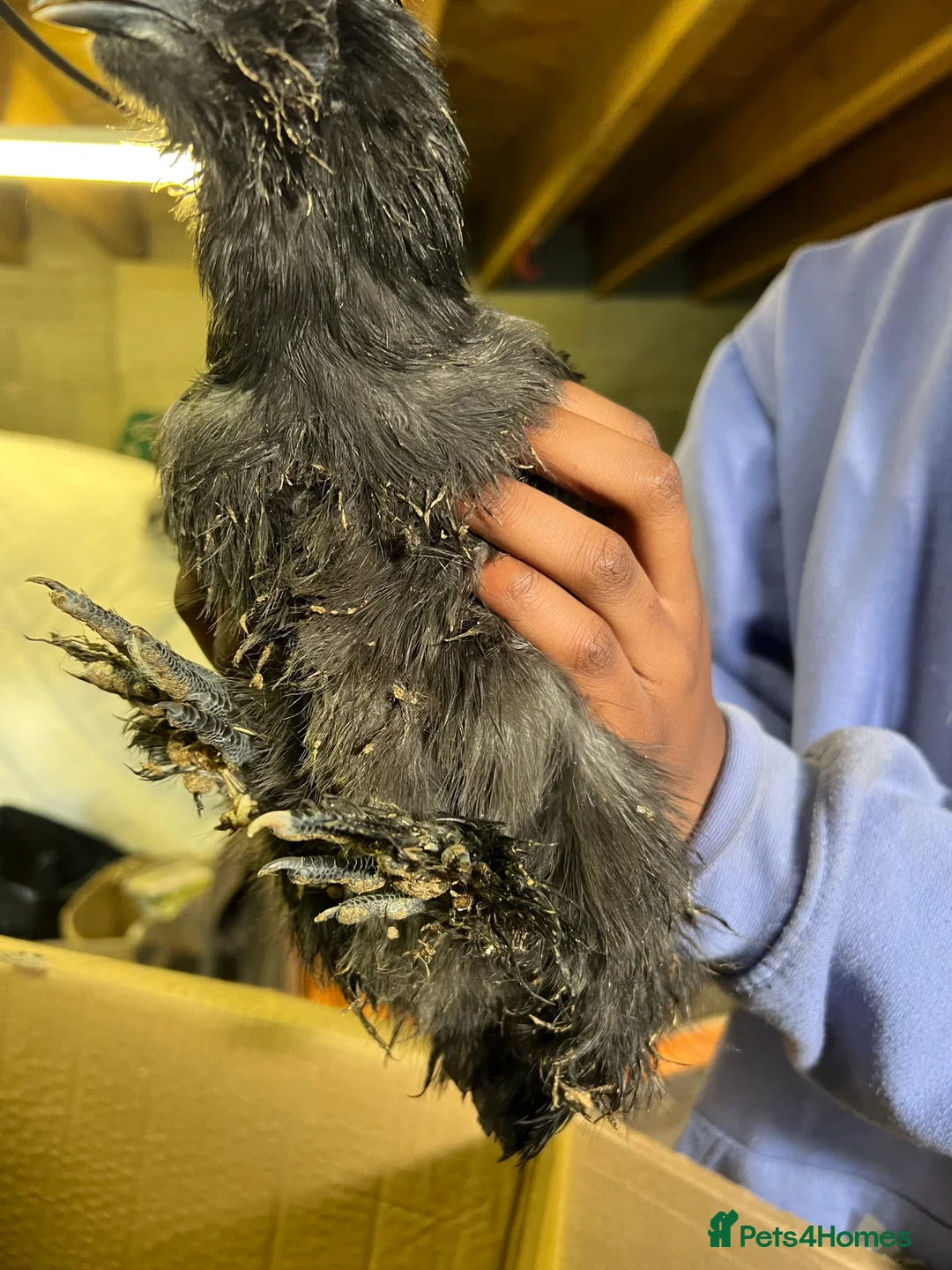 Chickens poultry for sale: White leghorns and Chicks - Advert 3