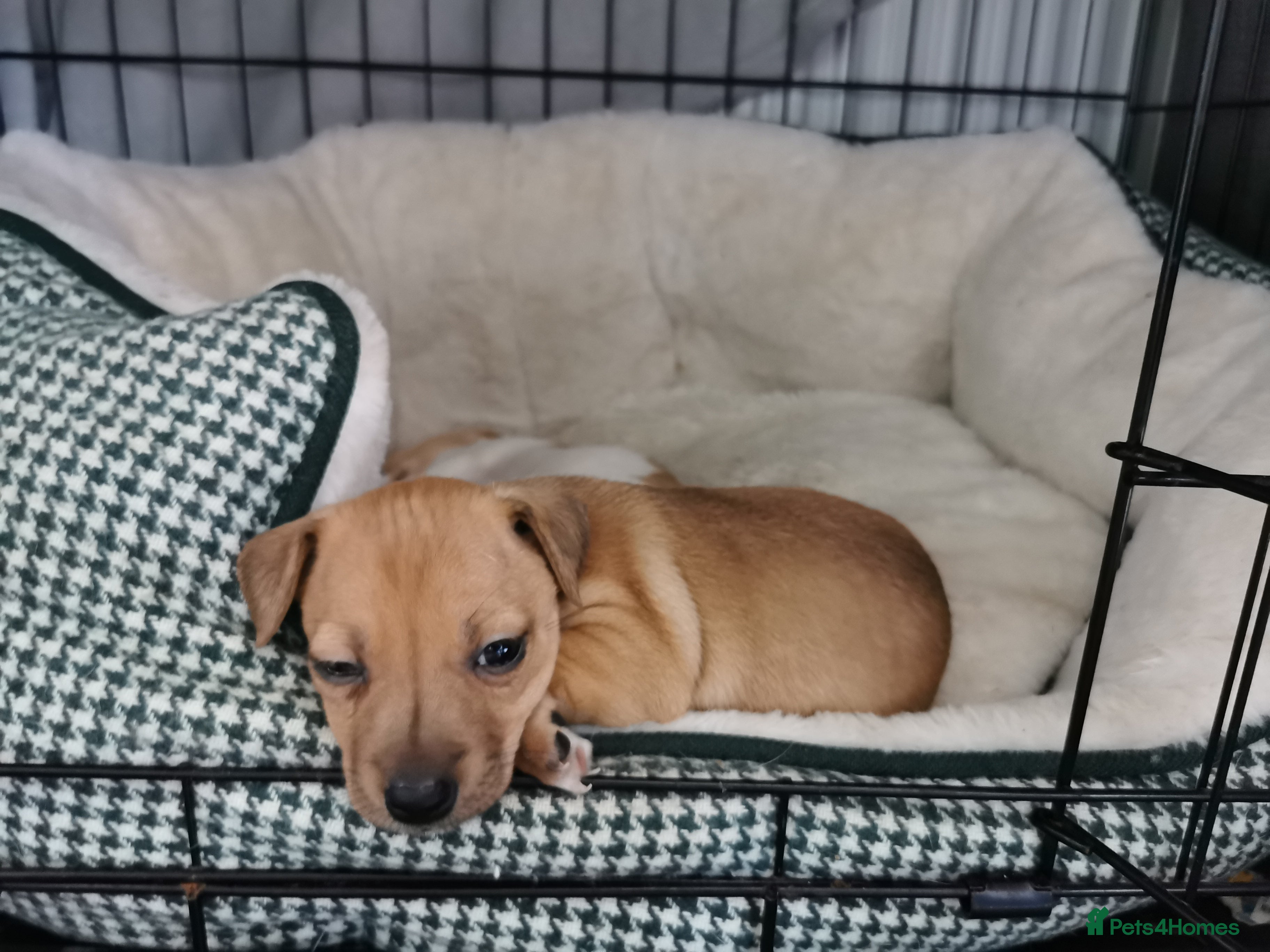 Jack Russell dogs 1x beautiful female miniature Jack Russell Terrier - Advert 9