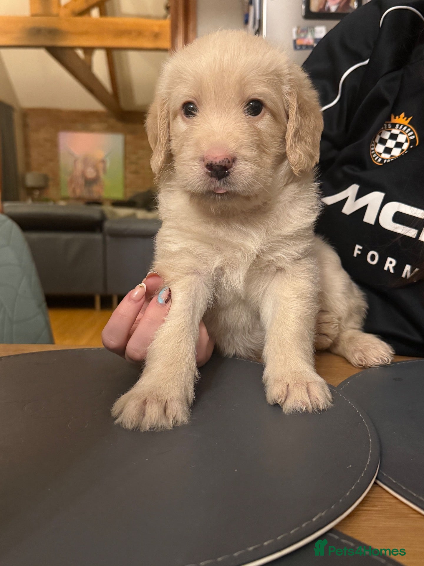Labradoodle dogs Last two Stunning Labradoodles  - Advert 2
