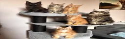 Maine Coon cats for sale: ✨5 GCCF Pure bred MC kittens  - Advert 2