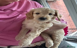 Labradoodle dogs for sale: Beautiful labradoodles for Sale  in Stoke-on-Trent - Image 2