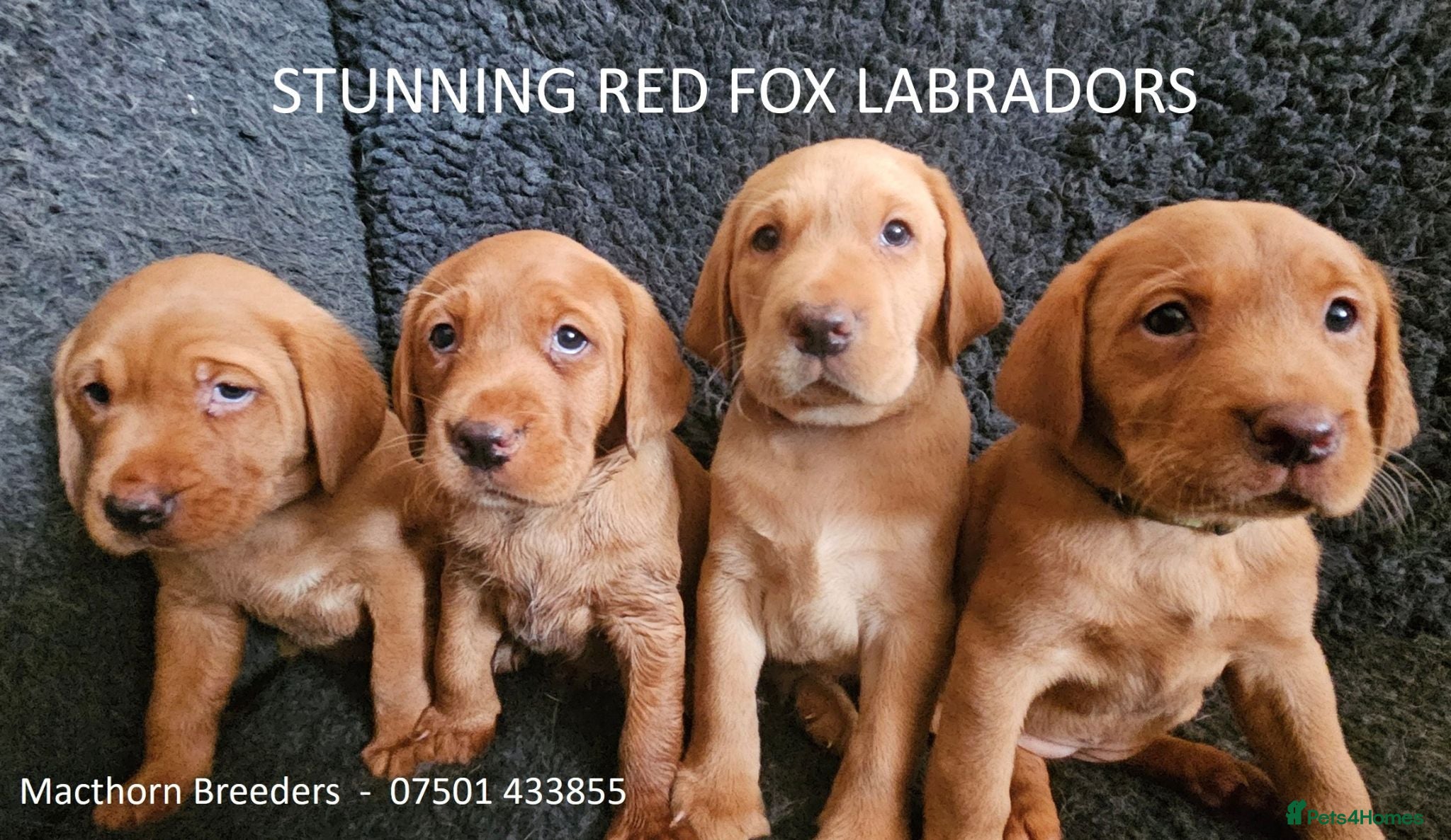 Labrador Retriever dogs Stunning Red Fox Labs-Health checked, KC Reg, FTCH - Advert 13
