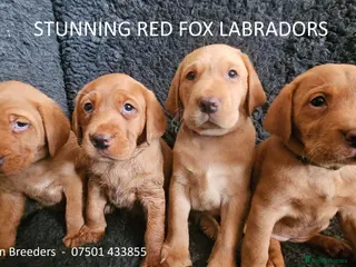 Labrador Retriever dogs Stunning Red Fox Labs-Health checked, KC Reg, FTCH - Advert 13