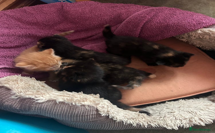 Mixed Breed cats - Advert 11