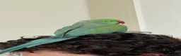 Ringnecks birds for sale: Two Beautiful Indian Ringnecks- READ DESCRIPTION  - Advert 13