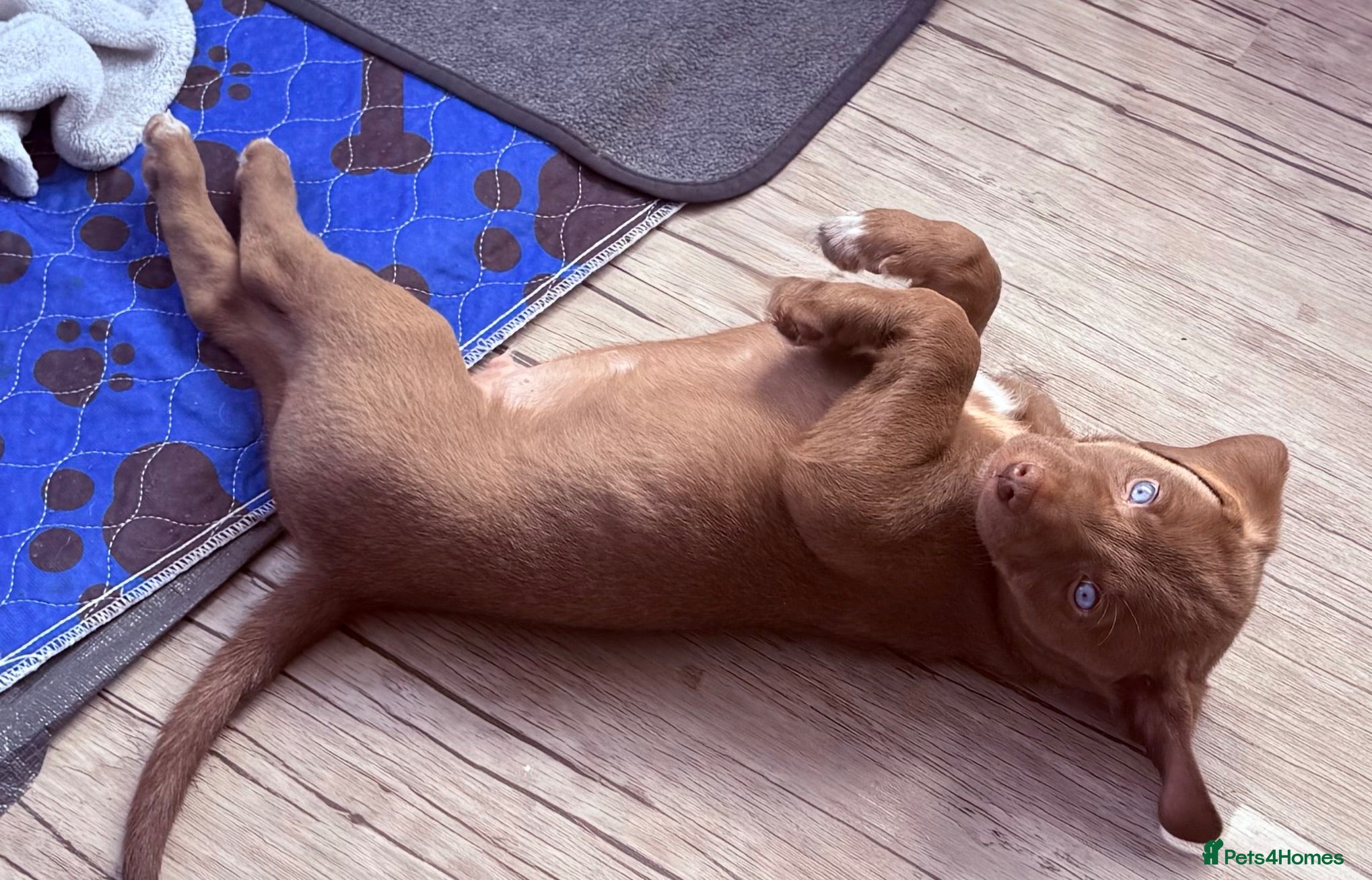 Mixed Breed dogs Gorgeous Siberian Shepsky x Weimaraner Puppies  - Advert 1