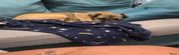 Border Terrier dogs for sale: Border terrier dog for sale in Brentwood - Advert 2