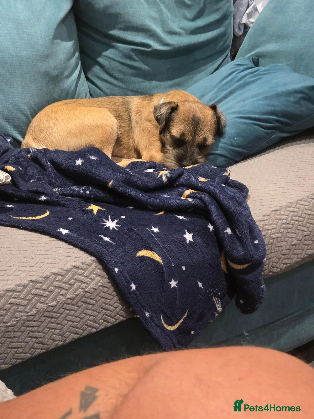Border Terrier dogs for sale: Border terrier dog for sale in Brentwood - Advert 2