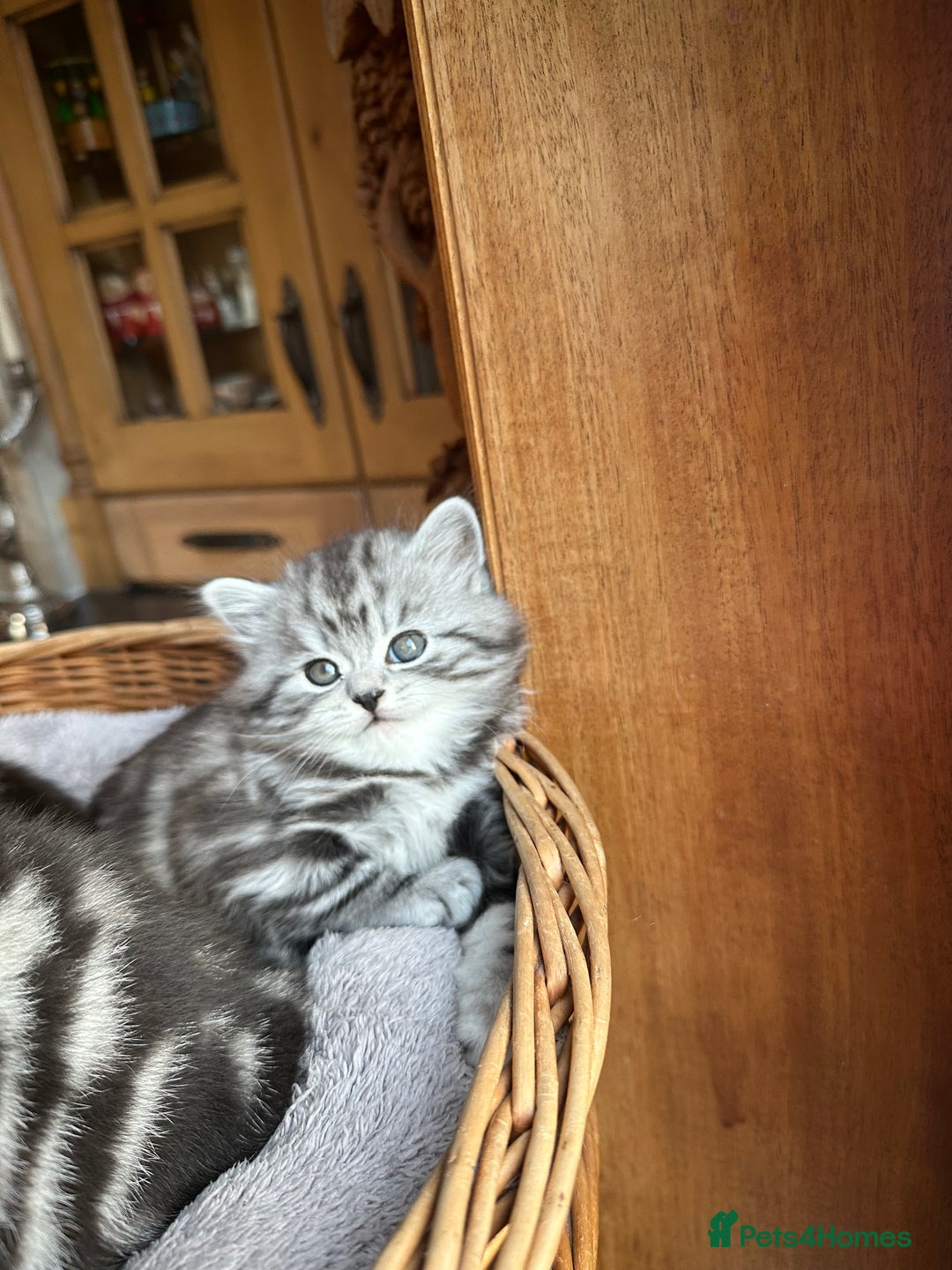 British Longhair cats for sale: British Longhair full pedigree - Advert 5