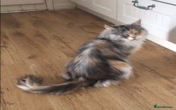 Maine Coon cats for sale: Gorgeous Maine Coon Girl - Image 5