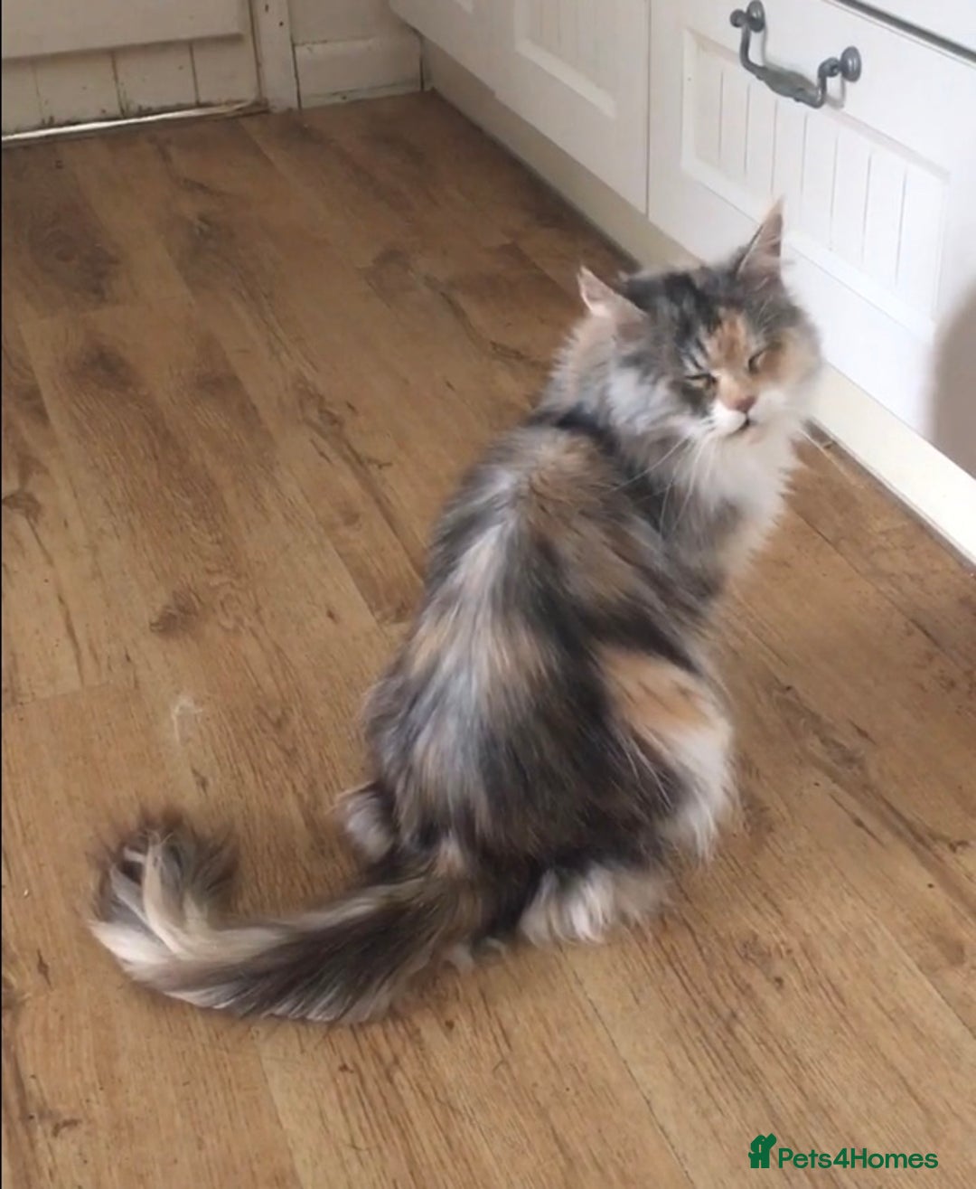 Maine Coon cats for sale: Gorgeous Maine Coon Girl - Image 5