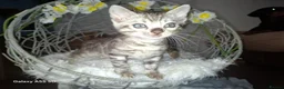 Bengal cats for sale:  Premium Bengal Kittens – 5★ Licensed Cattery - Advert 29