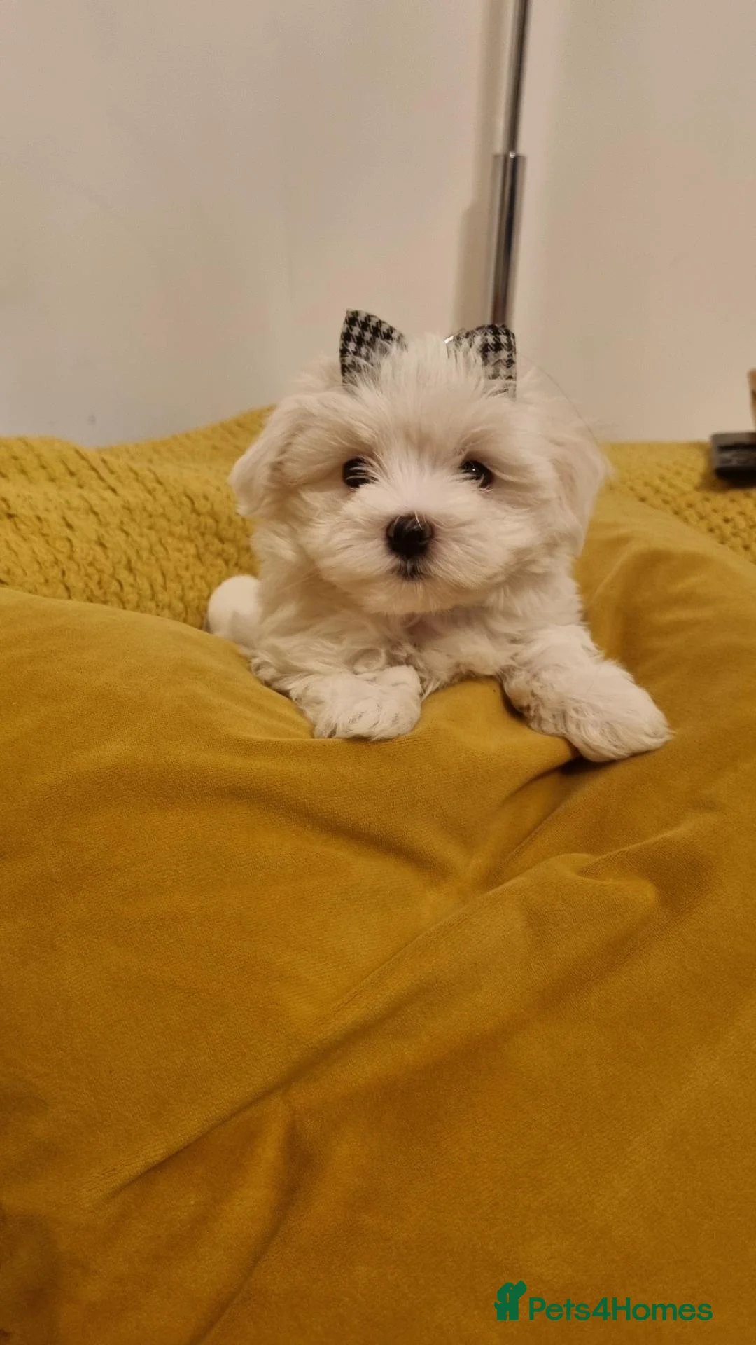 Maltese dogs for sale: Pure Maltese two  girls  ready now in North Shields - Advert 2