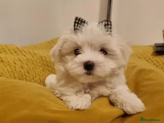 Maltese dogs Pure Maltese two girls ready now - Advert 2