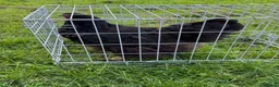Chickens poultry for sale: Pair of brahmas - Advert 7