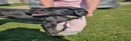 Pointer dogs for adoption: Donna – Beautiful English Pointer Cross - Advert 6