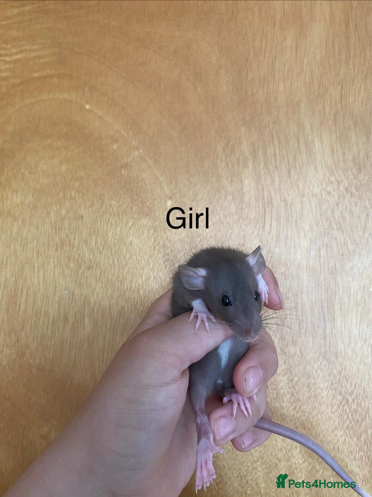 Rat rodents for sale: Mixed sexed baby rats in Chelmsford - Advert 26