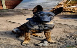 Belgian Shepherd Dog dogs for sale: Dutch herder  - Image 2