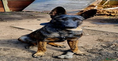 Belgian Shepherd Dog dogs - Advert 7