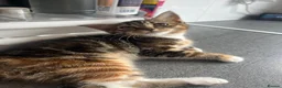 Mixed Breed cats for sale: Half Maine-coon mixed with tabby Kitten in Swindon - Advert 24