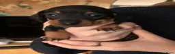 Miniature Dachshund dogs for sale: 🐾 KC Mini Dachshund Puppies – Champion Bloodlines - Advert 3