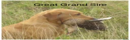 Labrador Retriever dogs for sale: READY NOW Beautiful KC reg girls - health tested - Advert 18