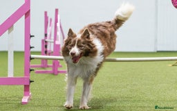 Border Collie dogs for stud: Fully health tested lilac duel KC/ISDS For stud  in Boston - Image 7