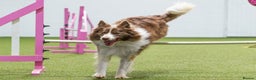 Border Collie dogs for stud: Fully health tested lilac duel KC/ISDS For stud  in Boston - Advert 7