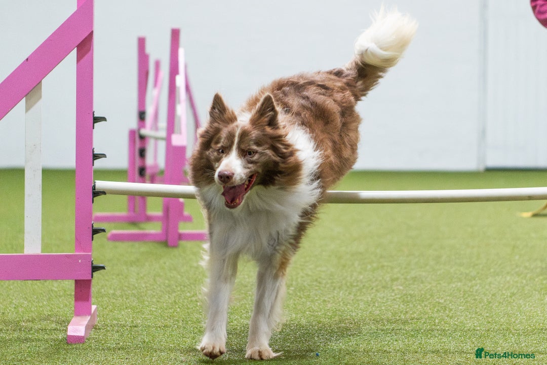 Border Collie dogs for stud: Fully health tested lilac duel KC/ISDS For stud  in Boston - Image 7