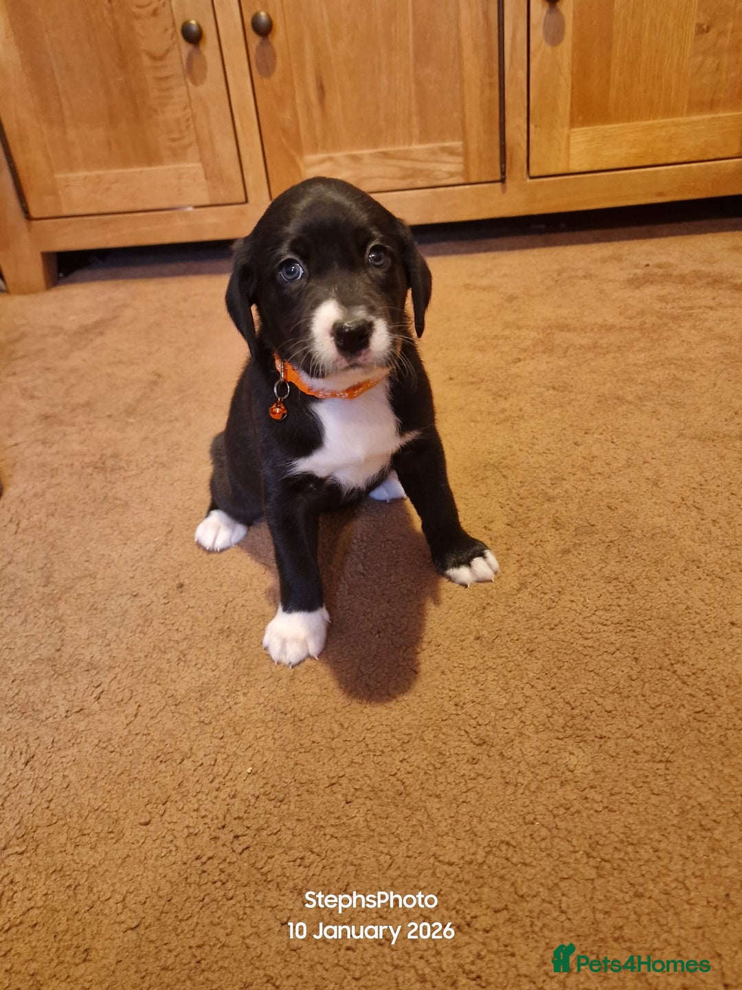 Mixed Breed dogs for sale: 3 silver 1 black white female lab puppies  - Advert 5