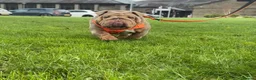 English Bulldog dogs for stud: Larry - Advert 2