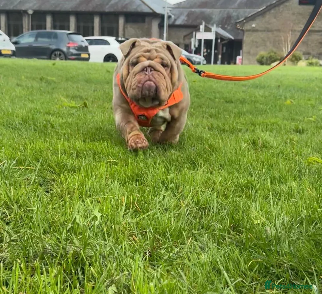 English Bulldog dogs for stud: Larry - Advert 2