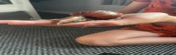 Mixed Breed reptiles for sale: Giant African Land snails  in Herne Bay - Advert 7
