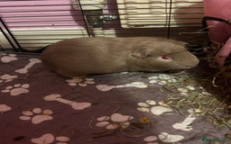 Guinea Pig rodents for sale: 2 female guinea pigs - Image 3