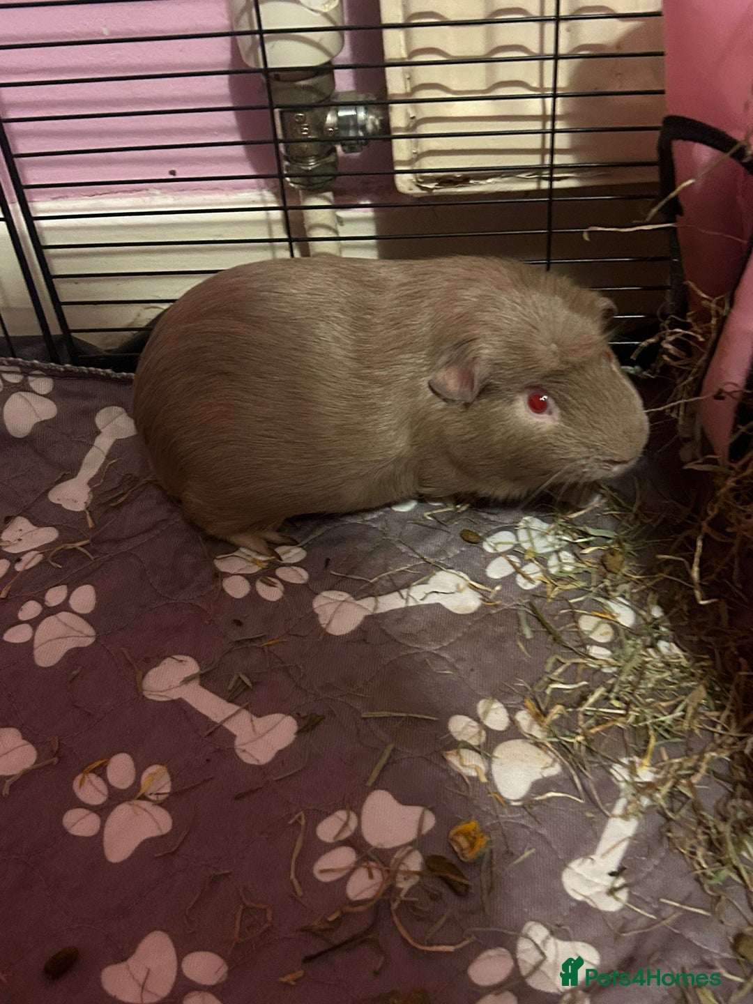 Guinea Pig rodents for sale: 2 female guinea pigs - Image 3